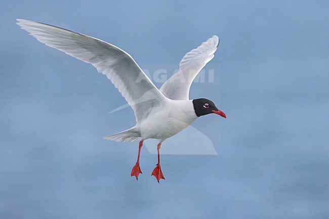 Adulte Zwartkopmeeuw in vlucht; Mediterranean Gull adult in flight stock-image by Agami/Daniele Occhiato,