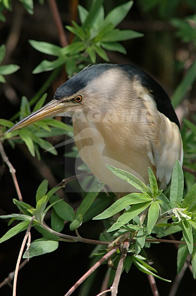 Little Bittern perched; Woudaapje zittend stock-image by Agami/Marc Guyt,