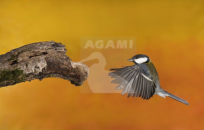 Great Tit flying. Koolmees vliegend stock-image by Agami/Alain Ghignone,