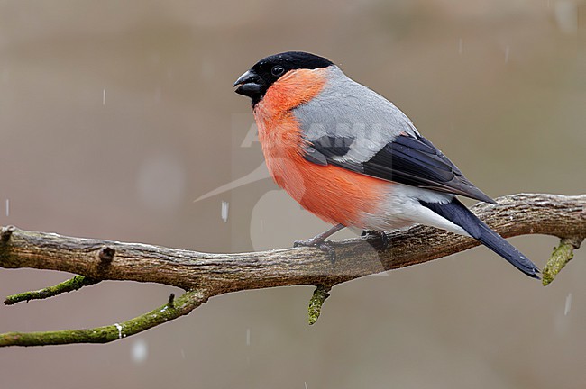 Eurasian Bullfinch (Pyrrhula pyrrhula), side view of an adult male perched on a branch, Lapland, Finland stock-image by Agami/Saverio Gatto,