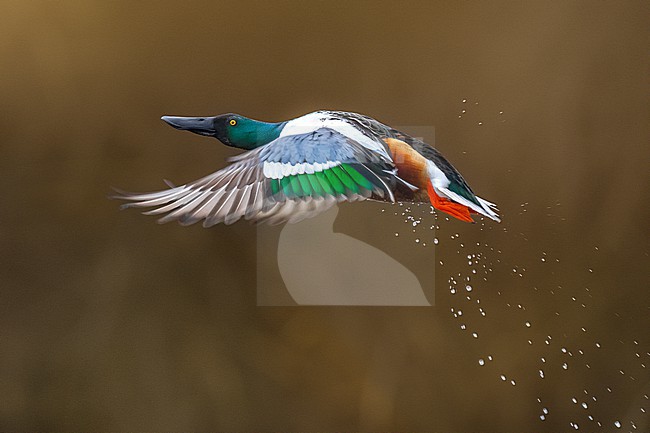 Male Northern Shoveler, Spatula clypeata,  in Italy. stock-image by Agami/Daniele Occhiato,