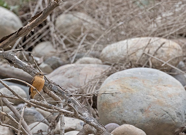 Rufescent Flycatcher (Myiophobus rufescens) in northern Peru. stock-image by Agami/Pete Morris,