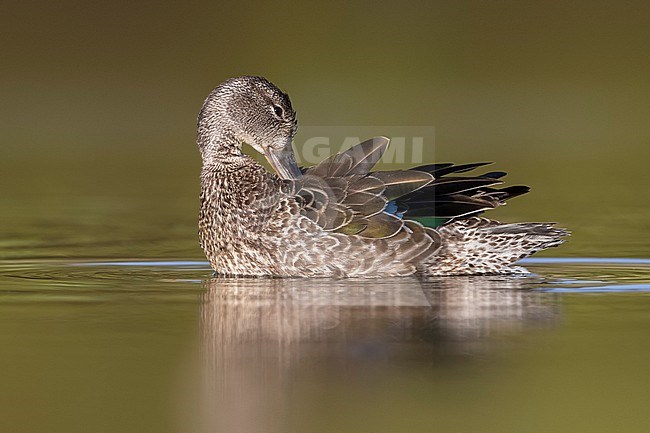 Blue-winged Teal; Anas discors stock-image by Agami/Daniele Occhiato,