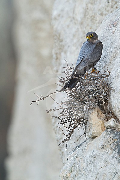Sooty Falcon - Schieferfalke - Falco concolor, Oman, adult stock-image by Agami/Ralph Martin,