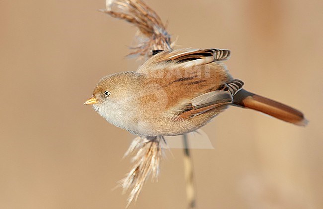 Bearded Reedling (Panurus biarmicus) during winter in reed bed near Espoo in souther Finland. stock-image by Agami/Markus Varesvuo,