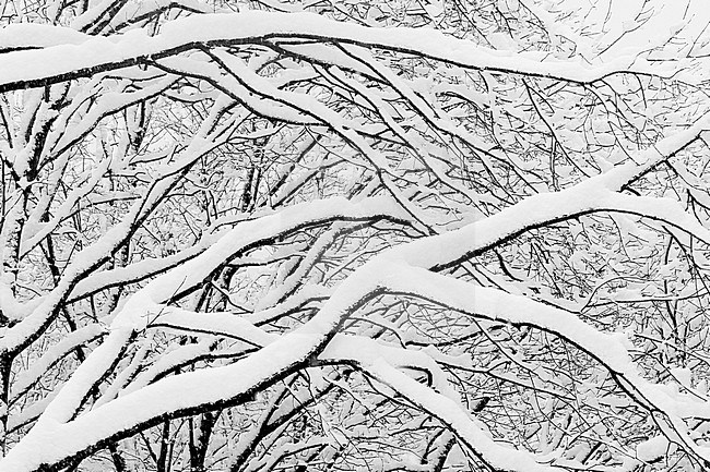 Snowy Landscape, pattern of branches covered in snow, Campania, Italy stock-image by Agami/Saverio Gatto,