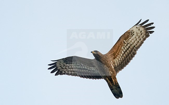 Wespendief in vlucht, European Honey Buzzard in flight stock-image by Agami/Markus Varesvuo,
