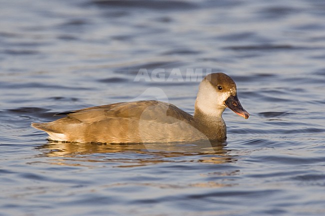 Red-crested Pochard female swimming; Krooneend vrouw zwemmend stock-image by Agami/Marc Guyt,