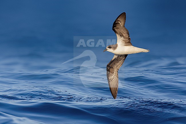 Endangered Zino's Petrel, Pterodroma madeirae, in flight above the Atlantic ocean off Madeira, Portugal. stock-image by Agami/Daniele Occhiato,