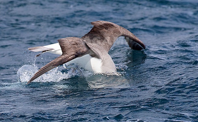 Adult Northern Buller's Albatross (Thalassarche bulleri platei) during a chumming session off Chatham Islands, New Zealand. Diving for food. stock-image by Agami/Marc Guyt,