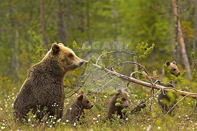 Bruine Beer met jongen, Brown Bear with cubs stock-image by Agami/Danny Green,