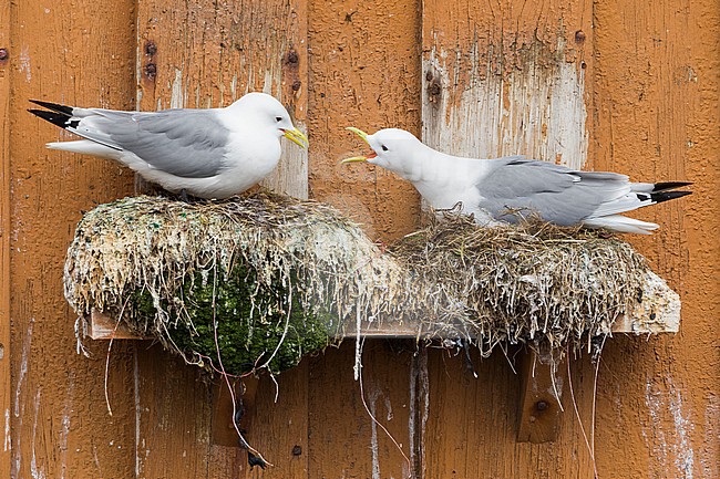 Black-legged Kittiwake (Rissa tridactyla), adults sitting on the nest stock-image by Agami/Saverio Gatto,