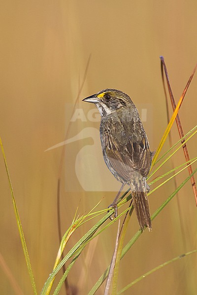 Adult (Cape Sable race)
Miami-Dade Co., FL
April 2007 stock-image by Agami/Brian E Small,