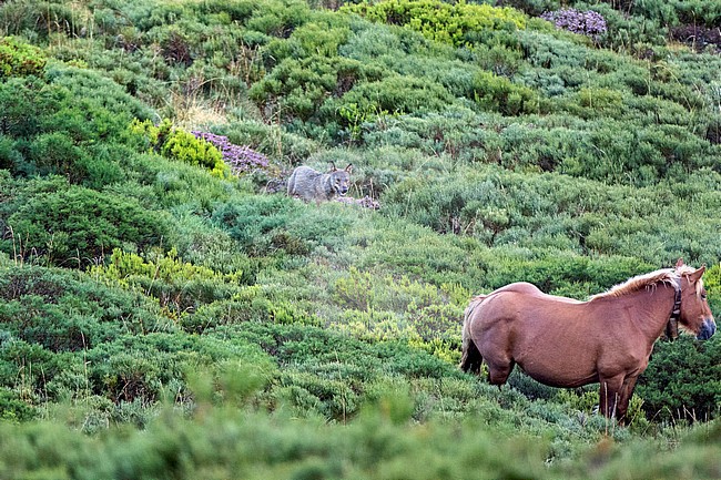 Iberian wolf (Canis lupus signatus) in Spain stock-image by Agami/Oscar Díez,