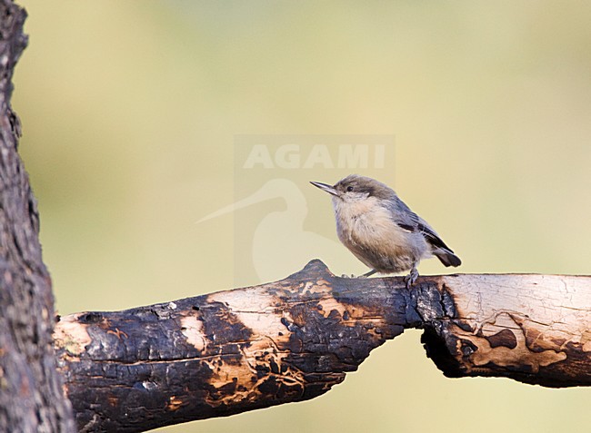 Kleine Boomklever, Pygmy Nuthatch stock-image by Agami/Marc Guyt,