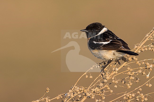 Siberian Stonechat - Pallasschwarzkehlchen - Saxicola maurus, Russia (Ural), adult male stock-image by Agami/Ralph Martin,