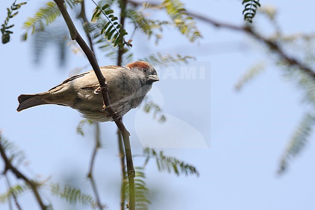 Male Sind Sparrow (Passer pyrrhonotus) perched in a tree in India. stock-image by Agami/James Eaton,