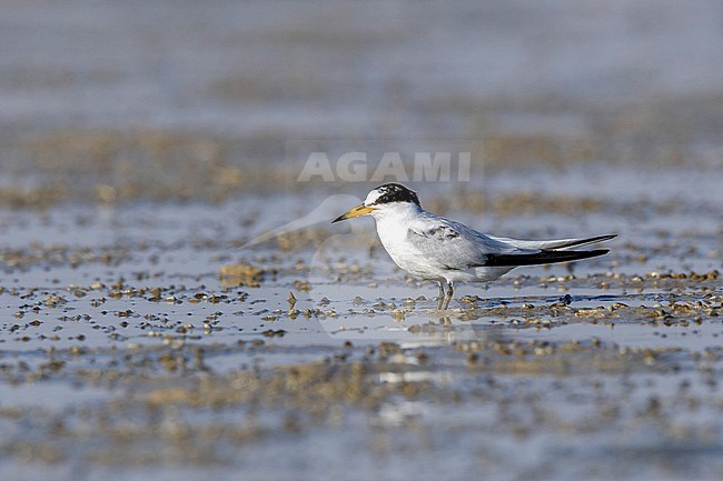 Saunders's Tern, Sternula saundersi, in Egypt. stock-image by Agami/Vincent Legrand,
