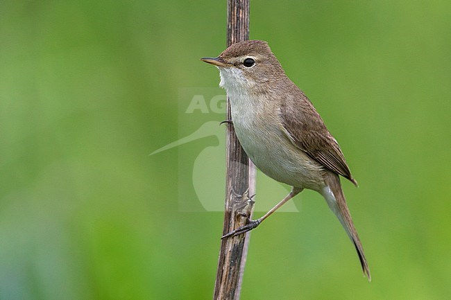 Kleine Spotvogel, Booted Warbler stock-image by Agami/Daniele Occhiato,