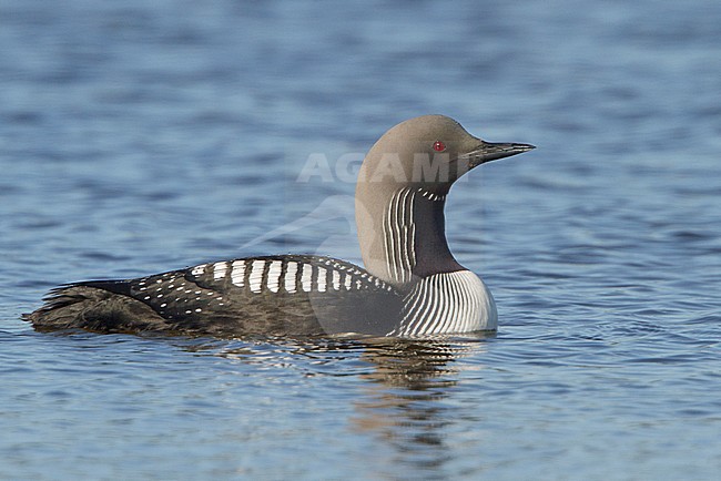 Pacific Loon (Gavia pacifica) swimming on a pond in Churchill, Manitoba, Canada. stock-image by Agami/Glenn Bartley,
