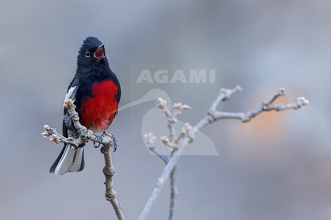 Painted Redstart (Myioborus pictus) in mexico stock-image by Agami/Dubi Shapiro,