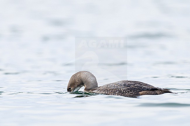  stock-image by Agami/Menno van Duijn,