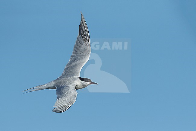 Adult Common Tern (Sterna hirundo) flying over the beach in Galveston County, Texas. stock-image by Agami/Brian E Small,