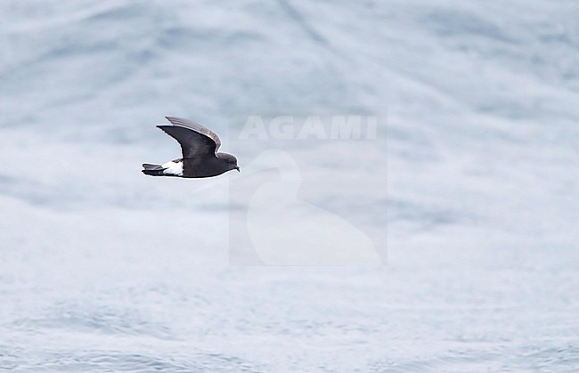 Wilson's Storm Petrel (Oceanites oceanicus) at sea between Macquarie Island and Campbell Islands, subantarctic New Zealand. Flying low over the Pacific ocean. stock-image by Agami/Marc Guyt,