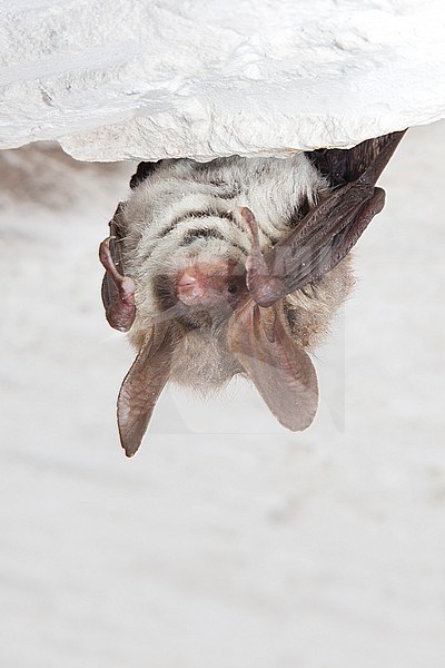 Bechsteinsvleermuis in winterslaap, Bechstein's bat in hibernation stock-image by Agami/Theo Douma,