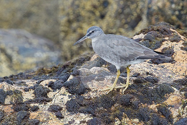 Adult non-breeding
Ventura Co., CA
August 2013 stock-image by Agami/Brian E Small,
