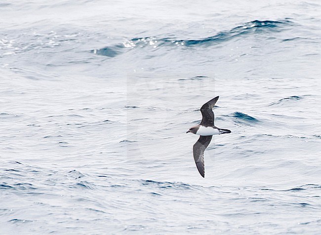 One of the world's rarest seabirds, the Magenta Petrel (Pterodroma magentae), flying over the ocean near Chatham Islands. stock-image by Agami/Marc Guyt,