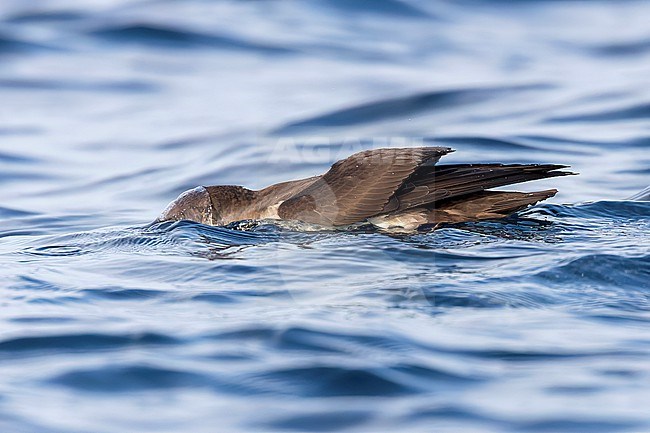 Yelkouan shearwaters breed on islands and coastal cliffs in the eastern and central Mediterranean. It is seen here foraging with its head under the water of the Mediterranean Sea of the coast of Sardinia. stock-image by Agami/Jacob Garvelink,