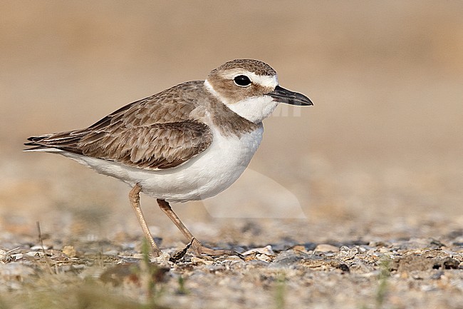 Adult female breeding 
Galveston Co., TX, 
April 2010 stock-image by Agami/Brian E Small,