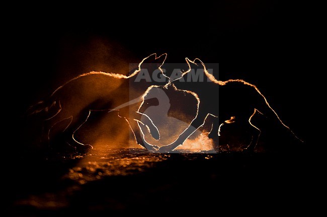 Two African Wild Dogs (Lycaon pictus) pups playing at sunset, Mkuze, South Africa. 
Highly commended in the Mammals category of the GDT European Wildlife Photographer of the Year. stock-image by Agami/Bence Mate,