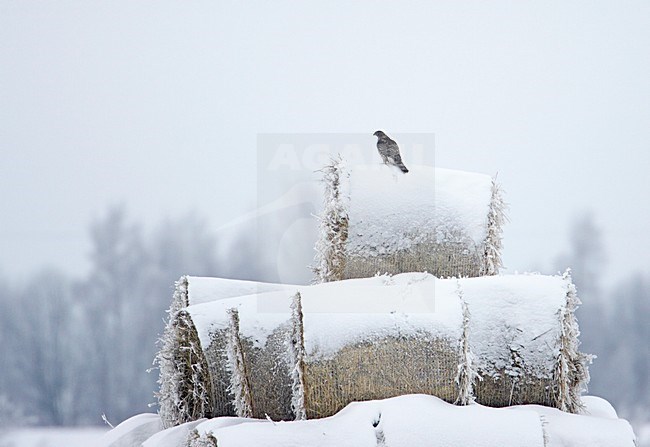 Havik in winters landschap; Northern Goshawk in winter setting stock-image by Agami/Markus Varesvuo,
