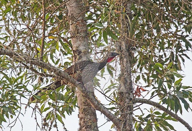 Band-tailed Guan (Penelope argyrotis) in Colombia. stock-image by Agami/Pete Morris,