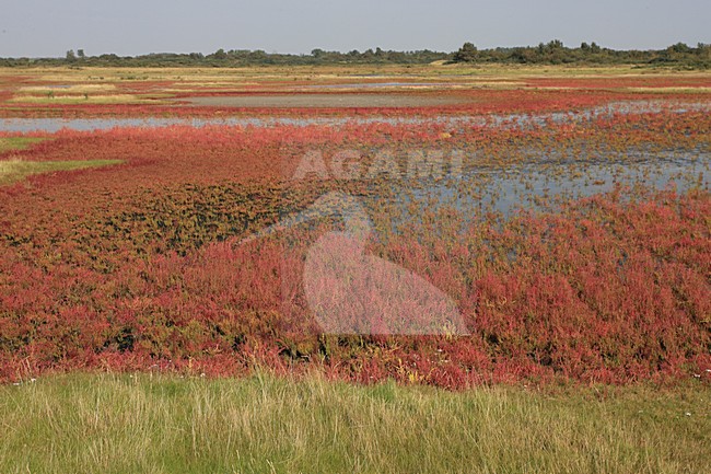 Kustvegetatie Goeree-Overflakkee; Coastal vegetation Goeree-Overflakkee stock-image by Agami/Jacques van der Neut,