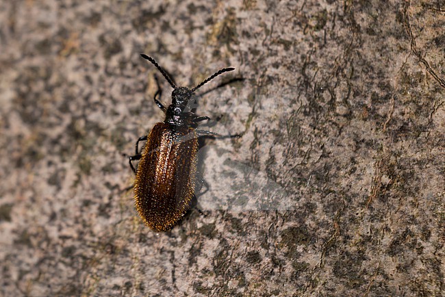 Hairy Beetle (Lagria hirt), found in dark forest stock-image by Agami/Mathias Putze,