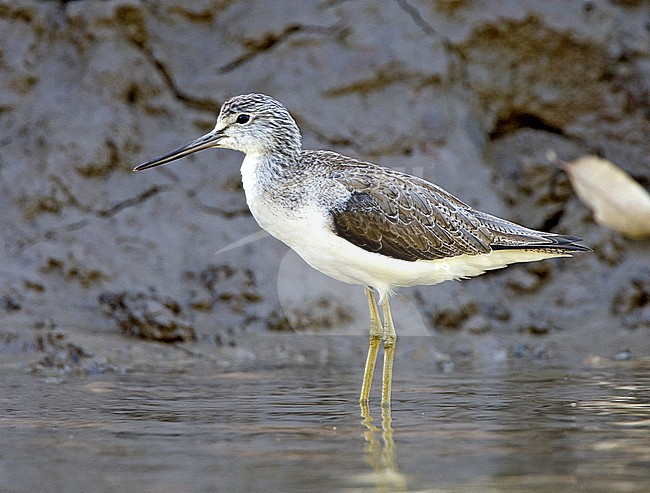 Groenpootruiter, Common Greenshank, Tringa nebularia stock-image by Agami/Roy de Haas,