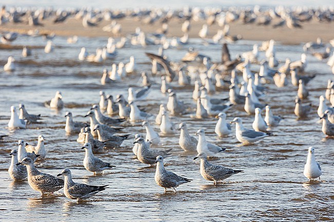  stock-image by Agami/Menno van Duijn,