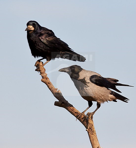 Hooded Crow (Corvus corone cornix) and Rook (Covus frigilegus) wintering in Hungary. Both perched in a tree. stock-image by Agami/Markus Varesvuo,