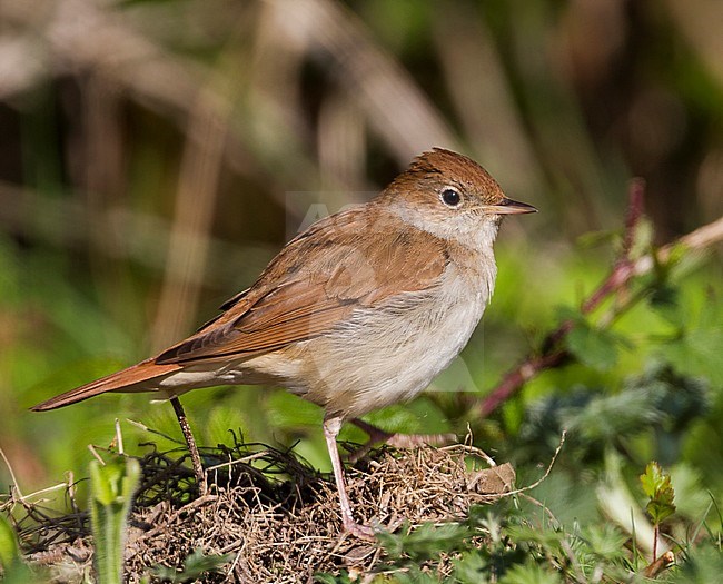 Common Nightingale - Nachtigall - Luscinia megarhynchos ssp. megarhynchos, Germany, adult stock-image by Agami/Ralph Martin,