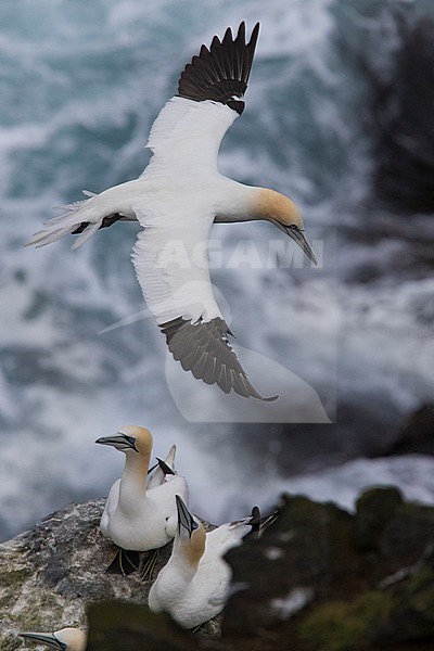 Northern Gannet (Morus bassanus), adult in flight over the sea stock-image by Agami/Saverio Gatto,