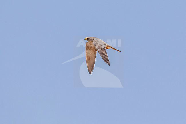 Adult Sooty Falcon (Falco concolor) flying over the Red Sea at Wadi lahami near Hamata mangroves. stock-image by Agami/David Monticelli,