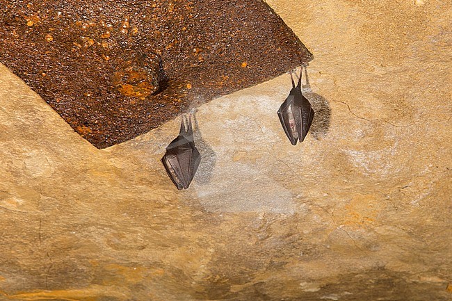Lesser Horseshoe Bat in hibernation stock-image by Agami/Theo Douma,