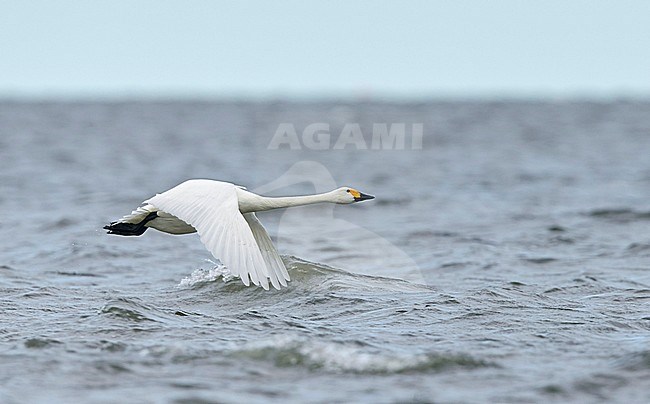 Tundra Swan Bewick's Swan Estonia
Pikkujoutsen Eesti Viro
Cygnus columbianus stock-image by Agami/Tomi Muukkonen,