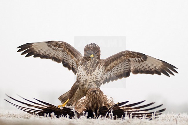 Buizerd vechtend in sneeuw; Common Buzzard fighting in snow stock-image by Agami/Bence Mate,