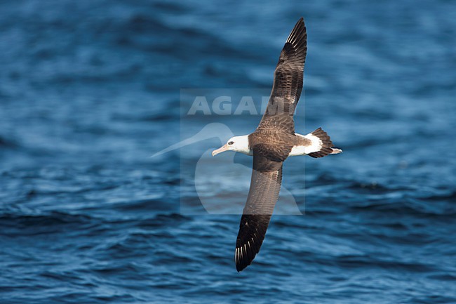 Laysanalbatros in de vlucht; Laysan Albatross in flight stock-image by Agami/Martijn Verdoes,