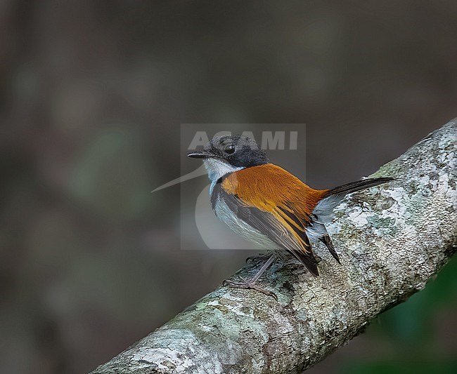 Black-banded Flycatcher, Ficedula timorensis, on Timor island, indonesia. stock-image by Agami/Dustin Chen,