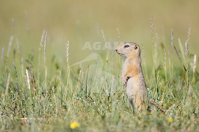 Ground Squirrel on steppes in Russia (Irkutsk) stock-image by Agami/Ralph Martin,
